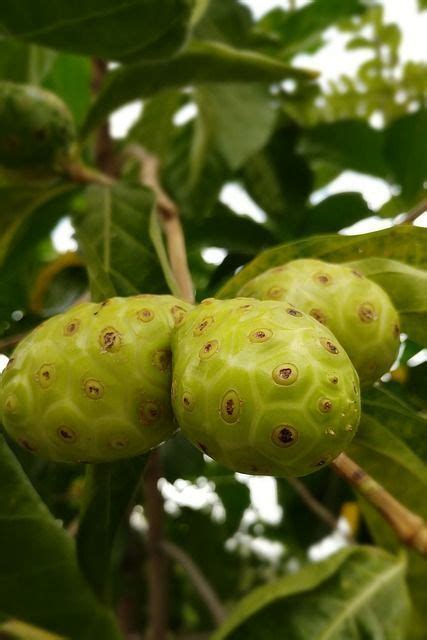 Qué es el noni Planta medicinal que Sana tu Vida