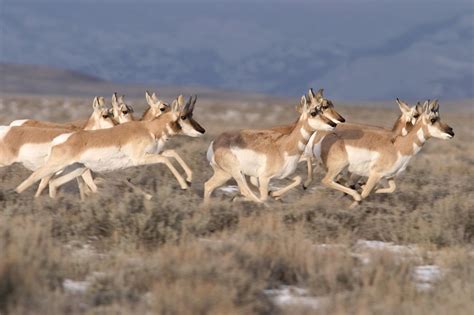 Pronghorn Facts, Habitat, Diet, Life Cycle, Baby, Pictures