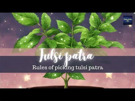 When To Pick Tulsi Patra And When Not