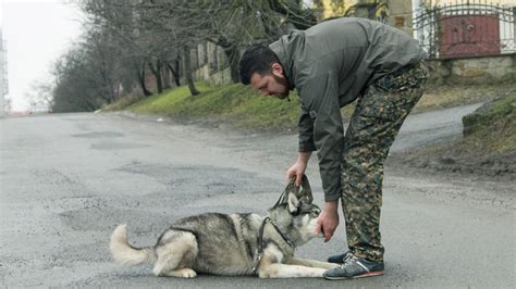 Головна - TrainYourDog