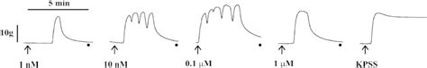 Representative Trace Showing Contractile Responses Elicited By