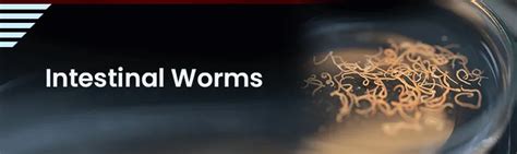 Test for Intestinal Worms Symptom | Sprint Diagnostics Hyderabad