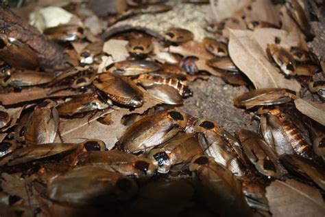 How To Find A Roach Nest What Do Cockroach Nests Look Like