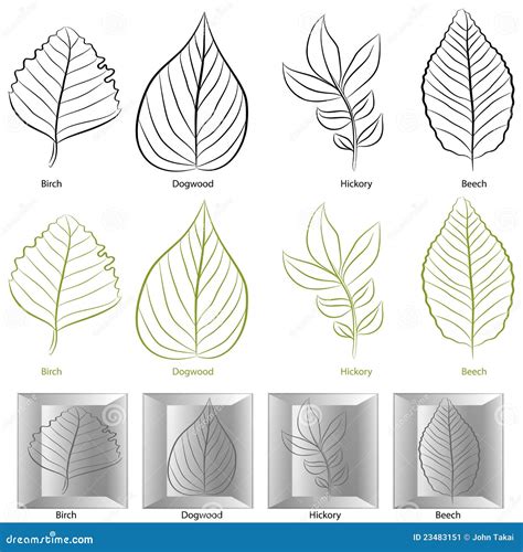 Tree Leaf Type Set stock vector. Illustration of element - 23483151