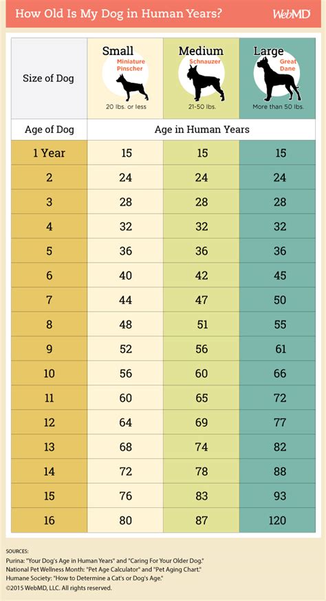 Understanding “Dog Years” | Urban Paws