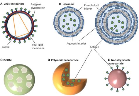 Frontiers Vaccine Delivery Using Nanoparticles Cellular And