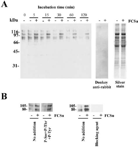 A Time Course For The Phosphorylation Of The Arg X X Ser Thr Motif