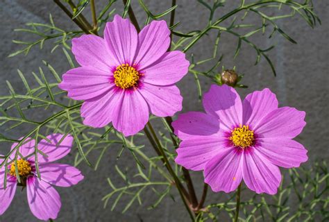 Descubra 48 Kuva Cosmos Nain Fleur Thptnganamst Edu Vn