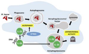 The Emerging Role Of IL 26 In Fighting Against Intracellular Microbes