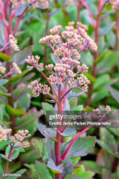 Pink Sedum Photos And Premium High Res Pictures Getty Images