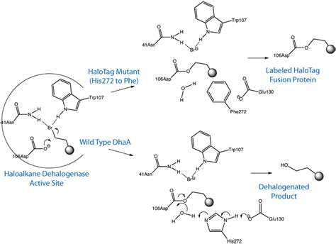 Glen Report 2611 Dna Conjugation To Halotagged Protein Using Glen