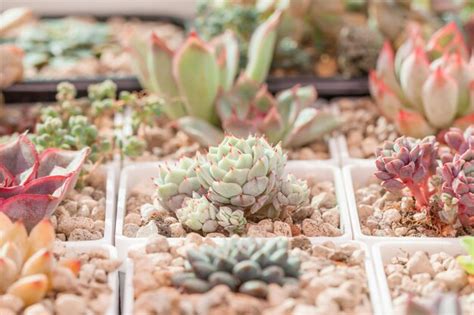 Planta Suculenta Colorida Echeveria Minima Azul En El Fondo De Las