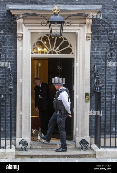 Larry Downing Street Katze Chief Mouser Cabinet Office Larry Ist