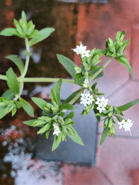 Stevia Rebaudiana Cultivated Eflora Of India
