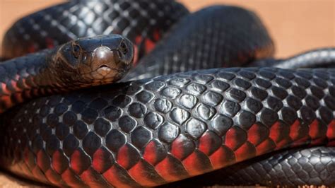 Un Homme D Couvre Un Serpent Noir Ventre Rouge Tr S Venimeux Dans Une