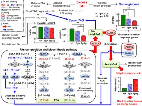 Flow Chart Depicting The Metabolic Pathway Of Fatty Acids In The Liver