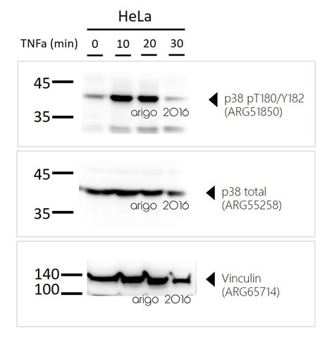 Anti P Mapk Phospho Thr Tyr Antibody Arg Arigo