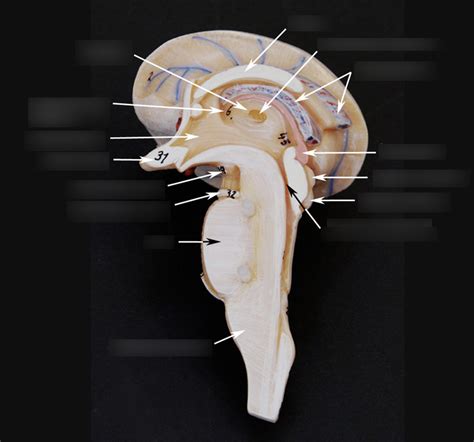 Side View Of Cranium Diagram Quizlet