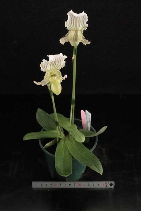 Yahoo Paph Fairrieanum Au