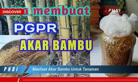 Temukan Manfaat Akar Bambu Untuk Tanaman Yang Wajib Kamu Intip