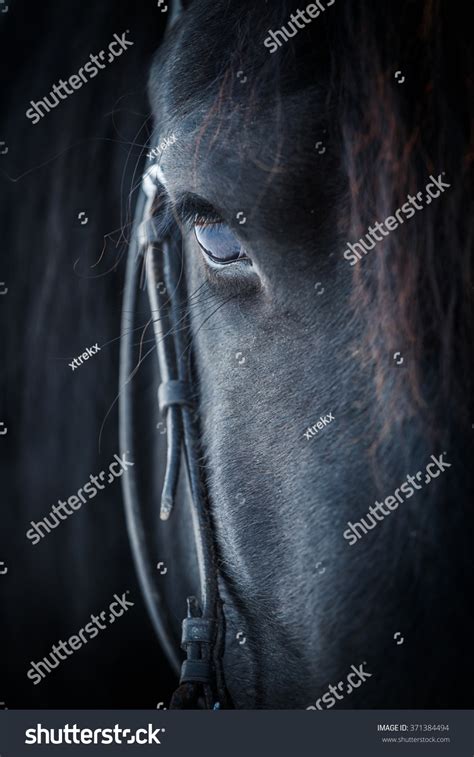 Eye Friesian Horse Stock Photo 371384494 | Shutterstock