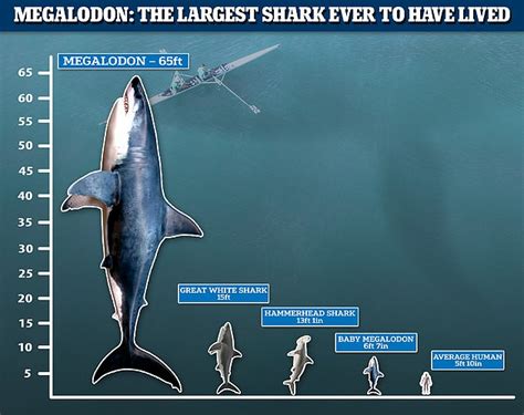 Megalodon Targeted Prey As Large As Killer Whales When It Roamed The