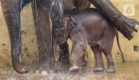 FOTO Melihat Perawatan Induk Dan Bayi Gajah Covid Selama Pandemi