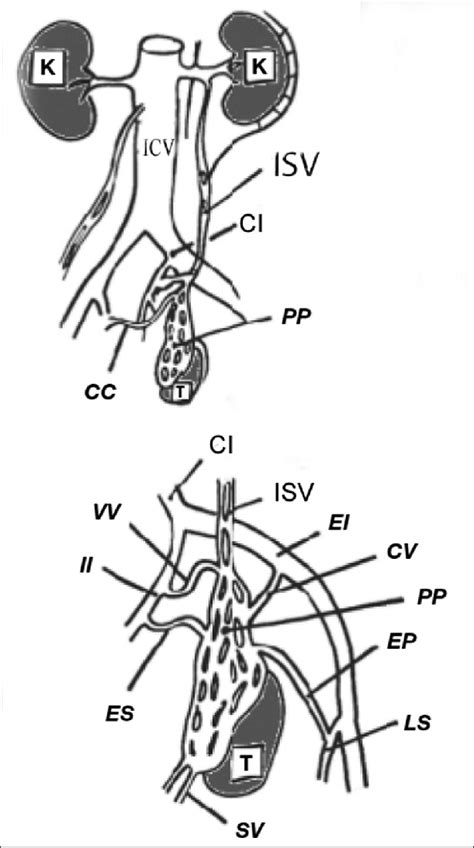 Anatomy Of Normal Venous Drainage Of The Left Testicle Cc Download Scientific Diagram