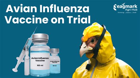 Usda Develops New Avian Influenza Vaccine To Protect Poultry Industry