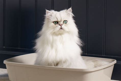 Clumping Cat Litter Range Ever Clean Uk