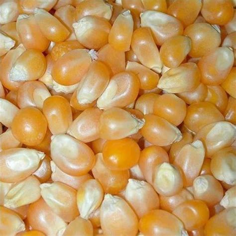 Yellow Hybrid Maize Seeds For Agriculture Packaging Type Loose At Rs