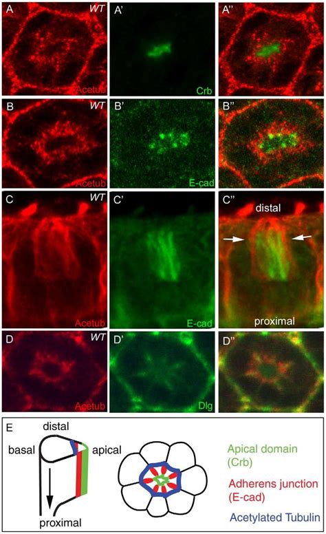 Acetylated Microtubules In Drosophila Pupal Photoreceptors