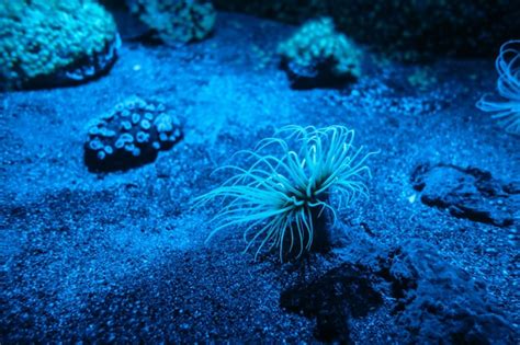 Premium Photo | Sea anemone on a tropical coral reef