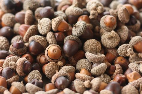 How To Make Acorn Flour