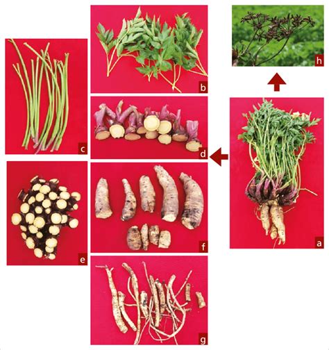 Descripcion De La Planta De Arracacha