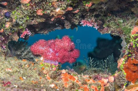 Vibrant coral reef stock photo. Image of corals, fiji - 37982856
