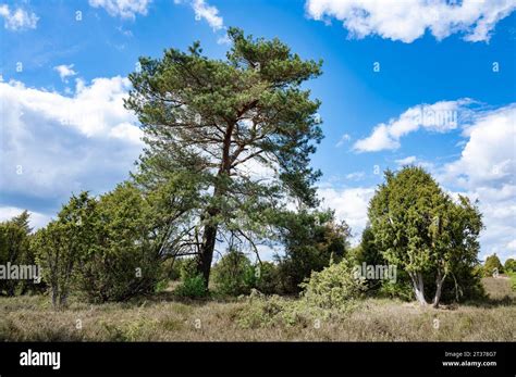 Scots Pine Pinus Sylvestris And Common Juniper Juniperus Communis