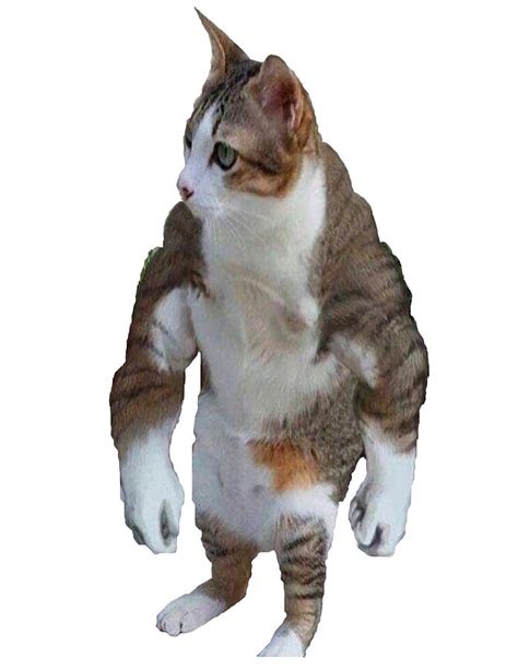 Buff Cat Poster Cool Painting By Miller Clark Fine Art America