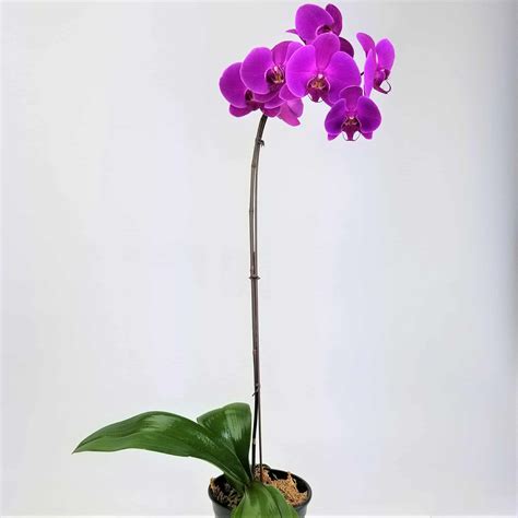 6" ORCHID- SINGLE STEM - Wholesale Bulk Flowers - Cascade Floral