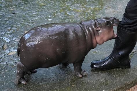 Thailands Adorable Pygmy Hippo Moo Deng Has The Kind Of Face That