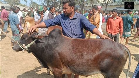 5 March 2024 ৬৫৭৫ হাজারের কুরবানীর দাঁতালো দেশি জাতের ষাঁড় গরু