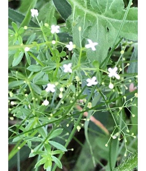 Galium Rotundifolium L Round Leaved Bedstraw World Flora Pl Ntnet