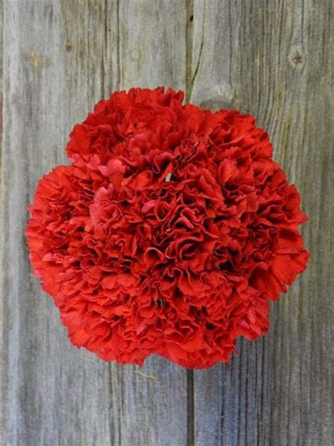 Wholesale Red Magic Red Carnations Delivered Online | FlowerFarm