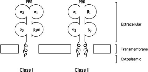 Schematic illustrations of MHC class I and class II molecular... | Download Scientific Diagram