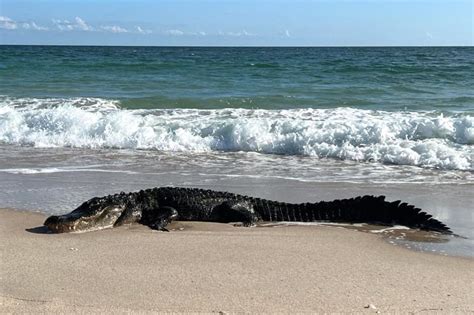 10 Foot Long Alligator Swims Ashore Terrifies Beachgoers