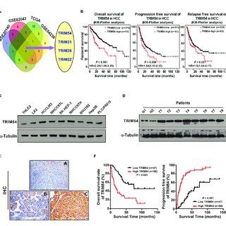 Trim Overexpression Correlates With Progression And Poor Prognosis