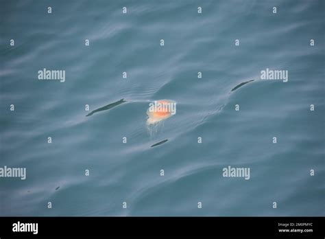 Jelly Fish Floating In The Arctic Ocean Stock Photo Alamy