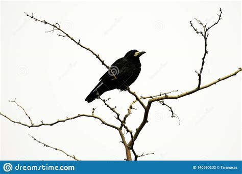 Black Crow Sits On The Branches Of Acacia Stock Photo Image Of Blue