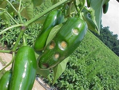 Chili Pepper Diseases And Their Visual Identification