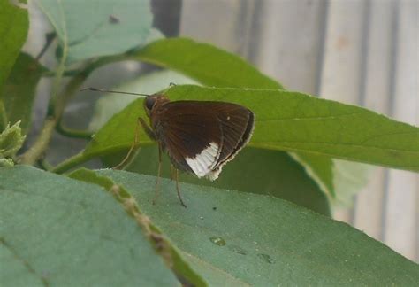 Mariposas Lepidoptera Rophalocera Del Municipio De Galeras Sucre